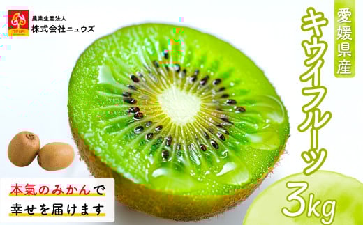 【先行予約】キウイフルーツ（生果）3kg（2025年11月上旬より順次発送） 【 ふるさと納税 人気 おすすめ ランキング キウイ キウイフルーツ フルーツ 果物 産地直送 ニュウズ 愛媛県産 愛媛県 伊方町 送料無料 】 IKTF024