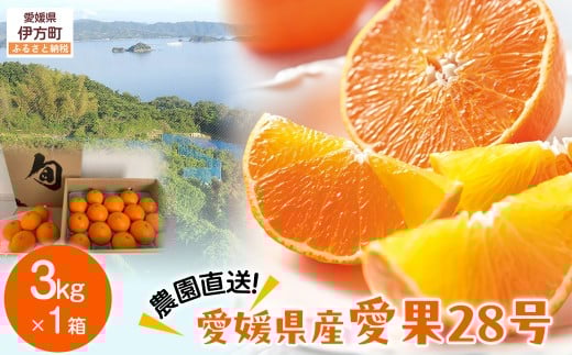 【先行予約】【数量限定】＼農園直送／愛媛県産 愛果28号 3kg×1箱（2025年12月中旬より順次発送） 【 ふるさと納税 人気 おすすめ ランキング 柑橘 みかん ミカン 蜜柑 愛果28号 紅 まどんな と同品種 果物 フルーツ 岡市農園 愛媛県産 愛媛県 伊方町 送料無料 】IKTV003