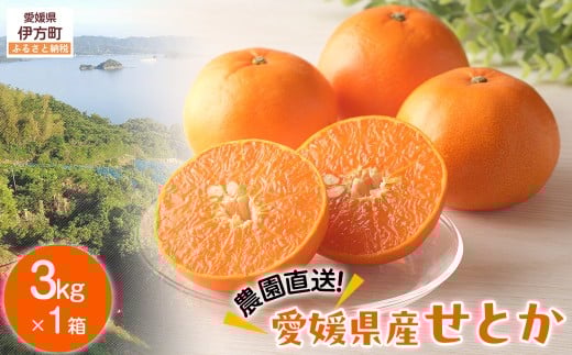 【先行予約】【数量限定】＼農園直送／愛媛県産せとか3kg×1箱（2026年2月下旬より順次発送） 【 ふるさと納税 人気 おすすめ ランキング 柑橘 みかん ミカン 蜜柑 せとか 果物 フルーツ 柑橘の大トロ 農園直送 産地直送 岡市農園 愛媛県産 愛媛県 伊方町 送料無料 】IKTV007