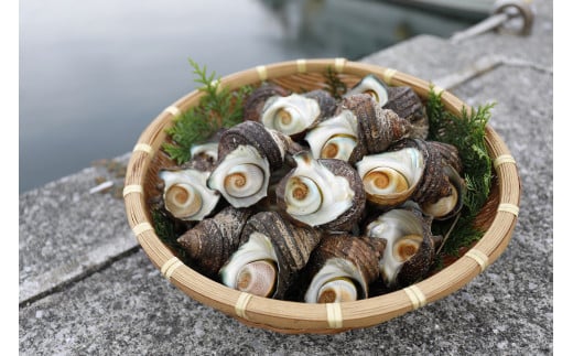 [数量限定]佐田岬海士のさざえ2kg ※北海道・東北地方・沖縄・離島への配送不可 [ ふるさと納税 人気 おすすめ ランキング さざえ サザエ 海鮮 佐田岬 愛媛県 伊方町 送料無料 ]