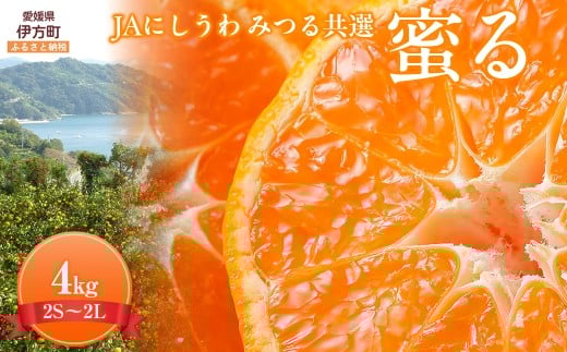 【数量限定】JAにしうわ みつる共選 「蜜る」 4kg(2S~2L)※離島への配送不可(2025年11月中旬より順次発送予定) 【 ふるさと納税 人気 おすすめ ランキング 柑橘 ミカン みかん 蜜る mikan 光センサー 糖度12度 果物 生果 フルーツ ブランド 旬 西宇和 贈答 贈り物 プレゼント ギフト 愛媛県産 愛媛県 伊方町 送料無料 】 IKTBC004