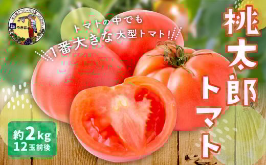 道の駅 うきは 桃太郎トマト 12玉前後 （約2kg） 【2025年11月上旬から2026年5月上旬 出荷予定】 トマト とまと ももたろうトマト 大玉トマト 野菜 ベジタブル 新鮮 フレッシュ お取り寄せ 福岡県 うきは市