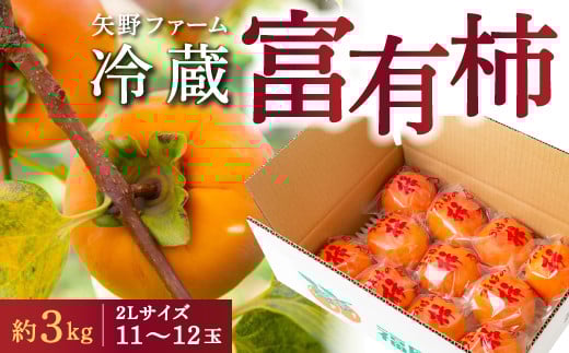 【先行予約】矢野ファーム 冷蔵富有柿 (2Lサイズ) 11玉から12玉 (約3kg) 2025年12月中旬から2026年1月10日 出荷予定