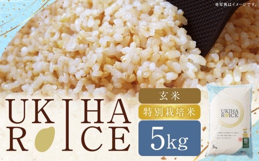 UKIHA RICE 玄米 5kg （特別栽培米） 【2025年11月上旬から2026年3月下旬発送予定】 ヒノヒカリ ひのひかり 玄米 げんまい 米 こめ コメ お米 おこめ ごはん ご飯 お中元 お歳暮 ギフト プレゼント 贈答品 定期便 おすすめ 国産
