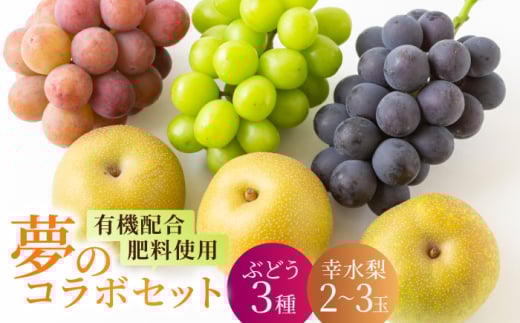 【先行予約】種なし 加温ハウスぶどう (3房) 幸水梨 (2~3玉) セット 【2026年7月下旬~8月上旬より順次発送予定】 【春光園】 有機配合肥料使用 種なし ぶどう ブドウ 葡萄 梨 なし 果物 フルーツ 詰め合わせ 福岡県 うきは市 冷蔵