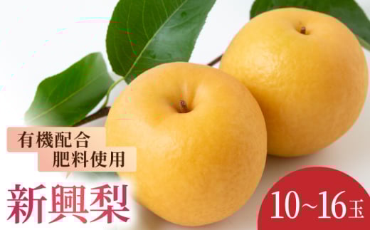 【先行予約】有機配合肥料使用 新興梨 10~16玉 (約5kg) 【2026年9月下旬~10月上旬より順次発送予定】 【春光園】 梨 なし 果物 フルーツ 新興 果実 福岡県 うきは市 常温