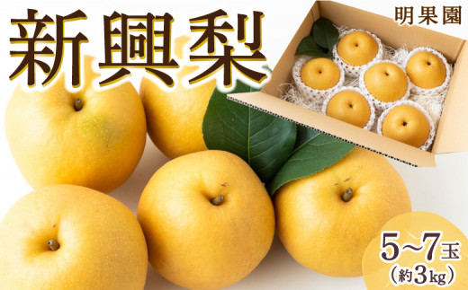 【先行予約】明果園 新興梨 5玉~7玉 (約3kg) 【2026年9月下旬~10月上旬より順次発送予定】なし 梨 果物 フルーツ 送料無料 福岡県 うきは市 常温