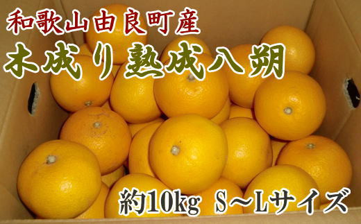 【先行予約】【産直】和歌山由良町産の木成り熟成八朔約10kg（S～Lサイズをお届け）※2026年3月中旬～2026年4月中旬ごろ順次発送【tec875B】