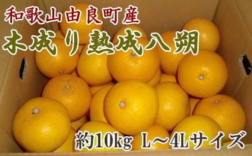 【先行予約】【産直】和歌山由良町産の木成り熟成八朔約10kg（L～4Lサイズをお届け） ※2026年3月中旬～2026年4月中旬ごろ順次発送【tec876B】