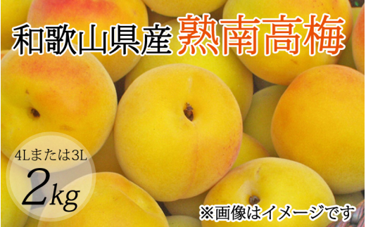 【梅干・梅酒用】(4Lまたは3L-2Kg)熟南高梅<2026年6月上旬~7月上旬ごろに順次発送予定>【art006B】