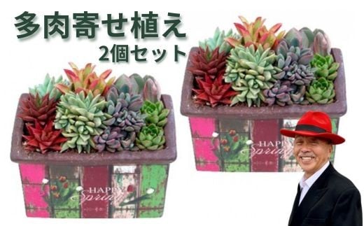 多肉寄せ植えハッピーホーム 2個セット