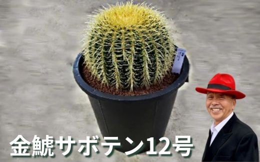 金鯱サボテン12号