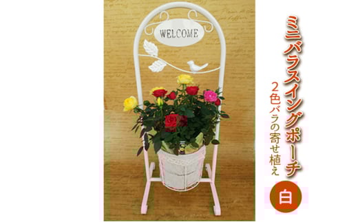 ミニバラスイングポーチ（白色）2～3色のバラの寄せ植え 植物 　※2026年4月下旬～5月下旬頃に順次発送予定　※離島へ配送不可 [№5787-0539]