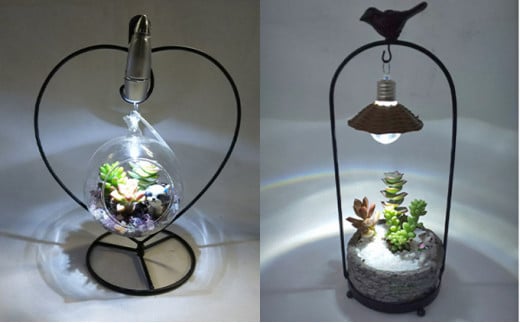 多肉植物　アジアン・プランツバードとナイトテラリウムハートのセット インテリア 照明 ライト 　※2025年7月中旬頃より順次発送予定　※離島への配送不可 [№5787-0555]