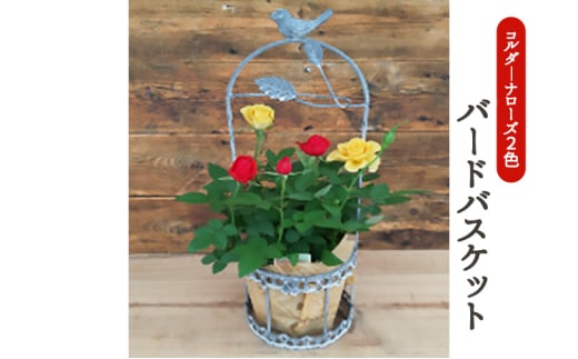 コルダーナローズ・バードバスケット 植物 　※2026年4月下旬～5月下旬頃に順次発送予定　※離島への配送不可 [№5787-0559]