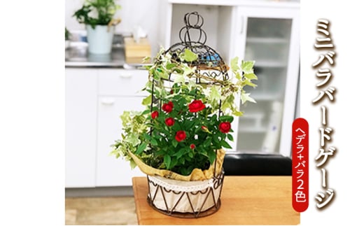 ミニバラバードゲージ　ヘデラとバラ2色寄せ植えの鳥かご 植物 　※2026年4月下旬～5月下旬頃に順次発送予定　※離島への配送不可 [№5787-0560]
