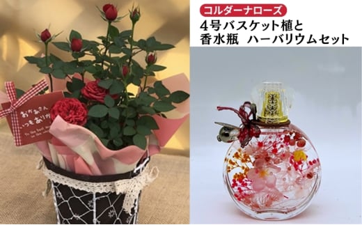 ミニバラ（コルダーナローズ）4号バスケット植とおしゃれな「香水瓶」ハーバリウムセット 植物 薔薇 　※2026年4月下旬～5月下旬頃に順次発送予定　※離島への配送不可 [№5787-0561]