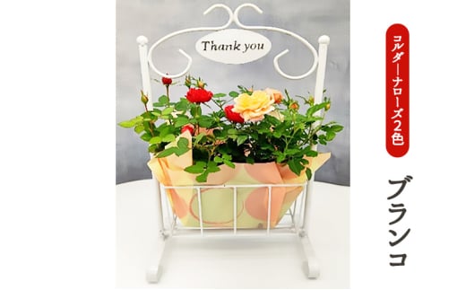 ミニバラ　コルダーナローズ・ブランコ 植物 花 スイングポーチ 2鉢 バスケット 華やか 上品 微香性 花付き 花持ち 変化 　※2026年4月下旬～5月下旬頃に順次発送予定　※離島への配送不可 [№5787-0703]