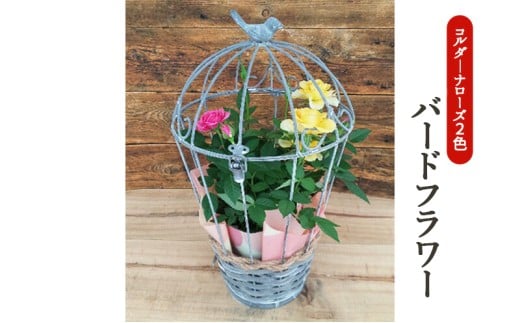 ミニバラ　コルダーナローズ・バードフラワー 植物 花 　※2026年4月下旬～5月下旬頃に順次発送予定　※離島への配送不可 [№5787-0705]
