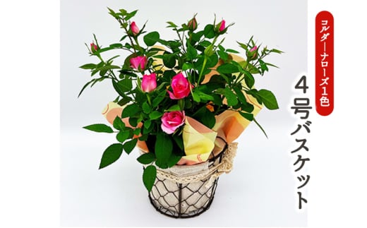 ミニバラ（コルダーナローズ）4号バスケット 植物 花 　※2026年4月下旬～5月下旬頃に順次発送予定　※離島への配送不可 [№5787-0706]