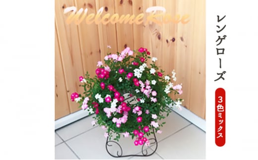ミニバラリング仕立て　ウェルカムローズ 四季咲き レンゲローズ 華やか 玄関 庭 ガーデン インテリア 植物 お花 　※2025年7月中旬頃より順次発送予定　※離島への配送不可 [№5787-0656]