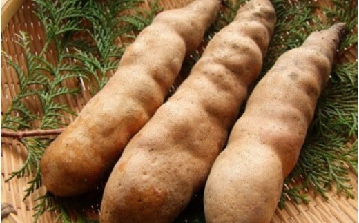 幻のやまいも 真庭市産 勝山やまのいも 銀沫 1kg(ぎんしぶき) 【2025年11月より順次発送】 山芋 とろろ 野菜 山かけ 長芋 岡山県【ktim001-01】