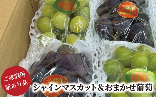【きよとうファーム】【訳あり】 シャインマスカット&おまかせ葡萄 (計約2.4kg) 岡山県 真庭市産 KF-B021-01 ぶどう 食べ比べ 詰め合わせ ご家庭用 マスカット