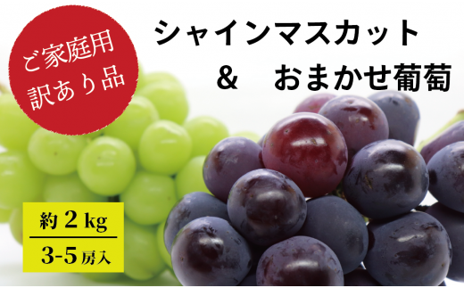 KF-B019【きよとうファーム】訳あり シャインマスカット&おまかせ葡萄 3-5房/約2.0kg (岡山県産)