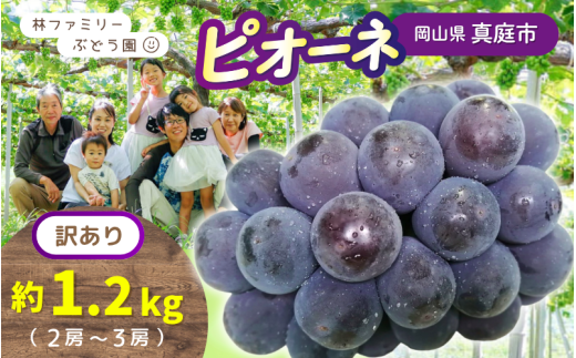 【訳あり】※2026年の予約です!※ 岡山県産 林ファミリーのピオーネ 約1.2kg(約2~3房)【2026年先行予約】 / ピオーネ 葡萄 ぶどう ブドウ 岡山 真庭市 果物 フルーツ 新鮮 濃厚 人気 数量限定 お買い得 家庭用 お試し ぶどう専門【hfami018-02】