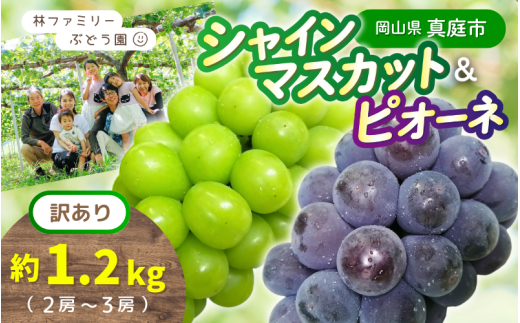 【訳あり】 ※2026年の予約です!※ 岡山県産 林ファミリーのシャインマスカット&ピオーネ 約1.2kg(約2~3房) 【2026年先行予約】 / 葡萄 ぶどう ブドウ マスカット 果物 フルーツ 食べ比べ 新鮮 当日出荷 家庭用 お試し ぶどう専門 岡山 真庭市【hfami024-02】