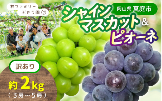 【訳あり】 ※2026年の予約です!※ 岡山県産 林ファミリーのシャインマスカット&ピオーネ 約2kg(約3~5房)【2026年先行予約】 / 葡萄 ぶどう ブドウ マスカット 果物 フルーツ 食べ比べ 新鮮 当日出荷 家庭用 お試し ぶどう専門 岡山 真庭市【hfami025-02】