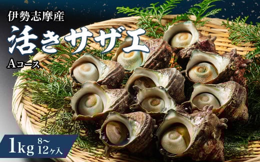 サザエ 1kg  8ヶ~12ヶ 冷蔵 新鮮 海鮮 海産物 魚介 魚貝 活きサザエ 栄螺 貝 刺身 刺し身 お造り つぼ焼き 壺焼き グリル BBQ バーベキュー キャンプ 夏 ギフト 贈り物 三重 伊勢 志摩 南伊勢町 活きサザエAコース