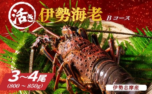 活き 伊勢海老 Bコース 3~4尾 約800~850g 山金商店 伊勢えび エビ 高級 グルメ 焼き物 汁物 海鮮 特産 海の幸 魚介 海老 伊勢志摩産