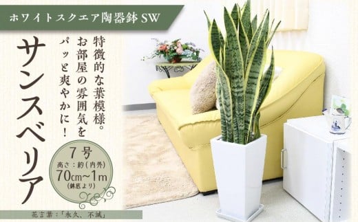 サンスベリア 7号 ホワイトスクエア陶器鉢SW 高さ:約70cm~1m 【観葉植物 植物 サンスベリア 7号 鉢付 インテリア 部屋 室内 オフィス 癒し エコ グリーン マイナスイオン リラックス オシャレ おしゃれ ギフト プレゼント 贈り物 人気 おすすめ  福岡県筑前町 送料無料 AG002】
