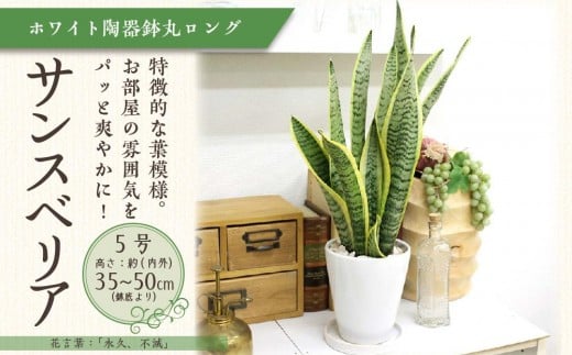 サンスベリア 5号 ホワイト陶器鉢 丸ロング 高さ:約35cm~50cm内外(鉢底より) 【観葉植物 植物 サンスベリア 5号 鉢付 インテリア 部屋 室内 オフィス 癒し エコ グリーン マイナスイオン リラックス オシャレ おしゃれ ギフト プレゼント 贈り物 人気 おすすめ  福岡県筑前町 送料無料 AG003】