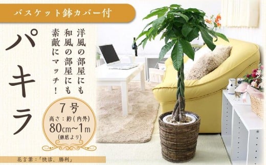 パキラ 7号 ブラウンバスケット鉢カバー 高さ:約80cm~1m内外(鉢底より) 【観葉植物 植物 パキラ バスケット 鉢付 インテリア 部屋 室内 オフィス 癒し エコ グリーン マイナスイオン リラックス オシャレ おしゃれ ギフト プレゼント 贈り物 人気 おすすめ  福岡県筑前町 送料無料 AG005】