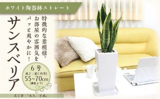 サンスベリア ホワイト陶器鉢 6号 ストレート 高さ:約55~70cm 【観葉植物 植物 サンスベリア 6号 鉢付 インテリア 部屋 室内 オフィス 癒し エコ グリーン マイナスイオン リラックス オシャレ おしゃれ ギフト プレゼント 贈り物 人気 おすすめ  福岡県筑前町 送料無料 AG006】