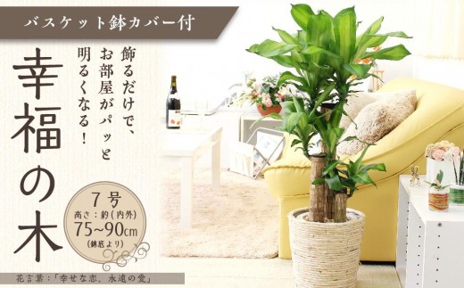 【観葉植物】幸福の木 7号 ホワイトバスケット鉢カバー 高さ:約75cm~90cm内外(鉢底より) 土の表面:ウッドチップ【観葉植物 植物 鉢付 インテリア 部屋 室内 オフィス 癒し エコ グリーン マイナスイオン リラックス オシャレ おしゃれ ギフト プレゼント 贈り物 人気 おすすめ  福岡県筑前町 送料無料 AG001】