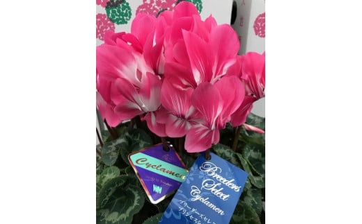 【先行予約】シクラメン5.5号鉢<プリンセスシリーズ>【花 お花 ピンク フラワー 冬 季節 ガーデン ガーデニング 庭 シクラメン プレゼント ギフト 植物 鑑賞用 観賞用 AE049】