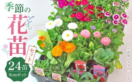 季節の花苗24セット[花苗 花苗セット 花 季節の花 花セット ガーデニング 家庭菜園 園芸 初夏 夏 花壇 庭 鉢 玄関 プランター 寄せ植え おうち時間 趣味 ベランダ 土っ子倶楽部 敬老の日 プレゼント ギフト ]