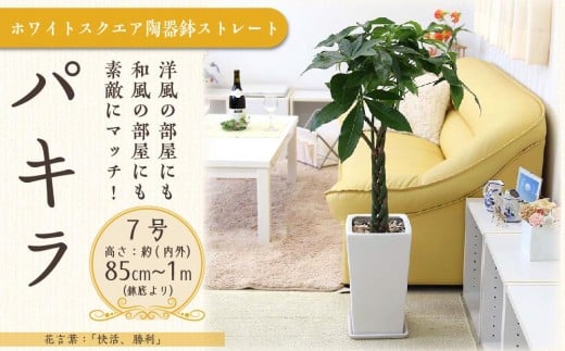 パキラ 7号 ホワイトスクエア陶器鉢 ストレート 高さ:約85cm~1m内外(鉢底より)【観葉植物 植物 パキラ 7号 鉢付 インテリア 部屋 室内 オフィス 癒し エコ グリーン マイナスイオン リラックス オシャレ おしゃれ ギフト プレゼント 贈り物 人気 おすすめ  福岡県筑前町 送料無料 AG007】