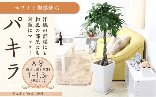 パキラ 8号 ホワイト陶器鉢 G 高さ:約1m~1.3m内外(鉢底より)【観葉植物 植物 パキラ 8号 鉢付 インテリア 部屋 室内 オフィス 癒し エコ グリーン マイナスイオン リラックス オシャレ おしゃれ ギフト プレゼント 贈り物 人気 おすすめ  福岡県筑前町 送料無料 AG011】
