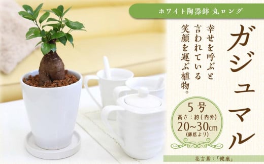 幸せを見守る樹 ガジュマル 5号 ホワイト陶器鉢 丸ロング 土の表面:ウッドチップ 【観葉植物 植物 がじゅまる ガジュマル 樹木 5号 鉢付 インテリア 部屋 室内 オフィス 癒し エコ グリーン マイナスイオン リラックス オシャレ おしゃれ ギフト プレゼント 贈り物 人気 おすすめ  福岡県筑前町 送料無料 AG012】