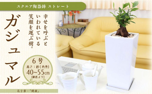 幸せを見守る樹 ガジュマル 6号 スクエア陶器鉢 ストレート 高さ:約40cm~55cm内外【観葉植物 植物 がじゅまる ガジュマル 樹木 6号 鉢付 インテリア 部屋 室内 オフィス 癒し エコ グリーン マイナスイオン リラックス オシャレ おしゃれ ギフト プレゼント 贈り物 人気 おすすめ  福岡県筑前町 送料無料 AG013】