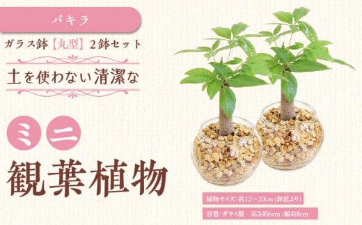 【観葉植物】土を使わないで清潔なミニ観葉植物 ゼオライト植え・ガラス鉢 丸形 2鉢セット(パキラ)|観葉植物 インテリア 部屋 おしゃれ 福岡県筑前町 送料無料