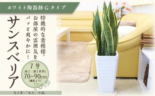 サンスベリア 7号 ホワイト陶器鉢 Gタイプ 高さ:約70~ 90cm 土の表面:ウッドチップ 【観葉植物 植物 サンスベリア 7号 鉢付 インテリア 部屋 室内 オフィス 癒し エコ グリーン マイナスイオン リラックス オシャレ おしゃれ ギフト プレゼント 贈り物 人気 おすすめ  福岡県筑前町 送料無料 AG014】