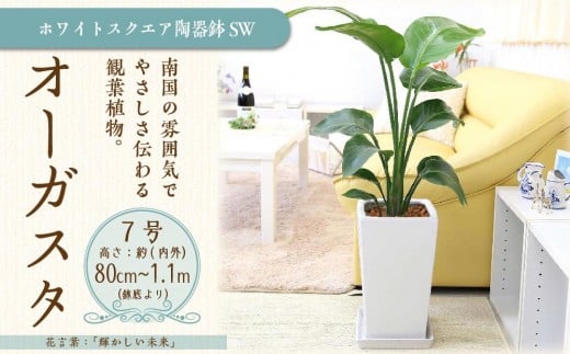 オーガスタ 7号 ホワイトスクエア陶器鉢SW 土の表面:ウッドチップ 【観葉植物 植物 オーガスタ 7号 鉢付 インテリア 部屋 室内 オフィス 癒し エコ グリーン マイナスイオン リラックス オシャレ おしゃれ ギフト プレゼント 贈り物 人気 おすすめ  福岡県筑前町 送料無料 AG015】