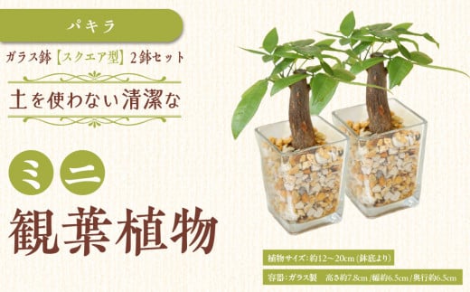 【観葉植物】土を使わないで清潔なミニ観葉植物 ゼオライト植え・ガラス鉢 スクエア形 2鉢セット(パキラ)|観葉植物 インテリア 部屋 おしゃれ 福岡県筑前町 送料無料