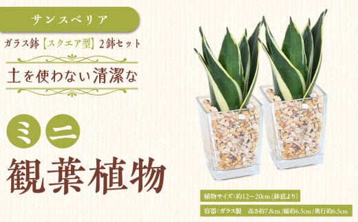 【観葉植物】土を使わないで清潔なミニ観葉植物 ゼオライト植え・ガラス鉢 スクエア形 2鉢セット(サンスベリア)|観葉植物 インテリア 部屋 おしゃれ 福岡県筑前町 送料無料
