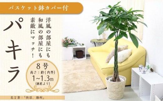 パキラ 8号 ホワイトバスケット鉢カバー 土の表面:ウッドチップ【観葉植物 植物 パキラ 8号 鉢付 インテリア 部屋 室内 オフィス 癒し エコ グリーン マイナスイオン リラックス オシャレ おしゃれ ギフト プレゼント 贈り物 人気 おすすめ  福岡県筑前町 送料無料 AG017】